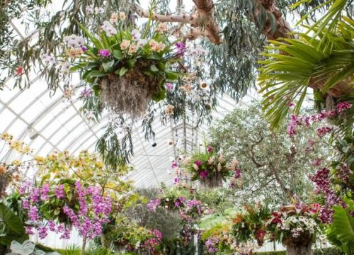 Incredible Orchid Design Ideas.jpeg